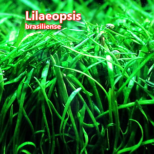 Lilaeopsis brasiliense